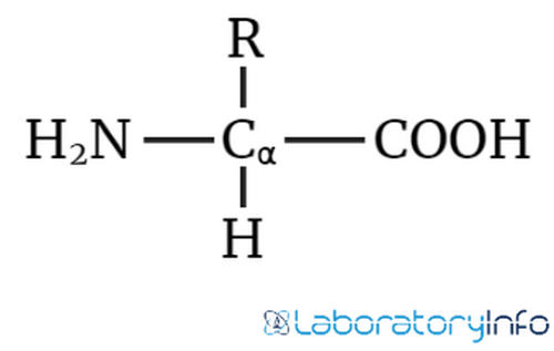 α氨基酸结构图像