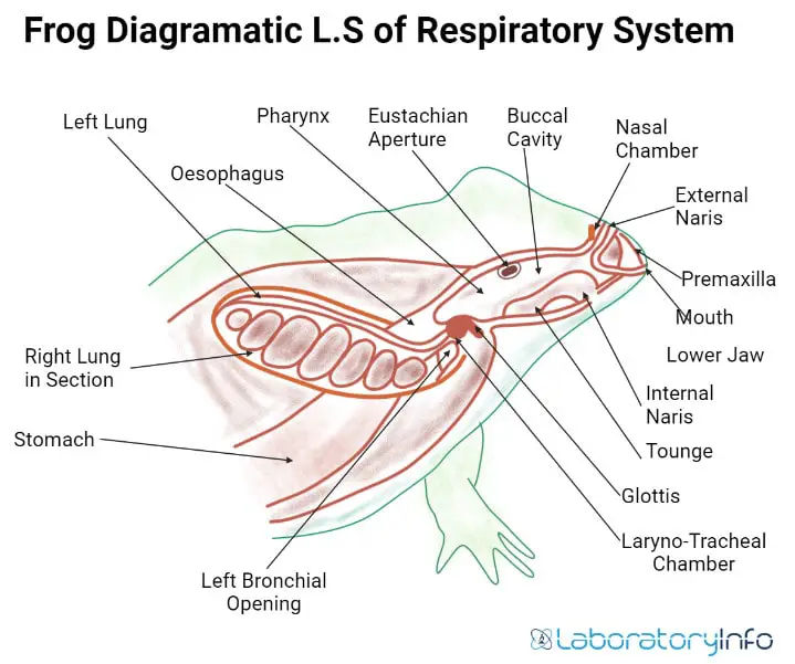 Diagramatic L S青蛙标记图像的呼吸系统